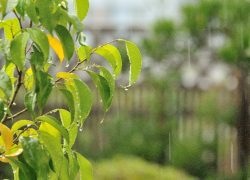 じめじめの原因はお庭から？　お庭でできる湿気対策